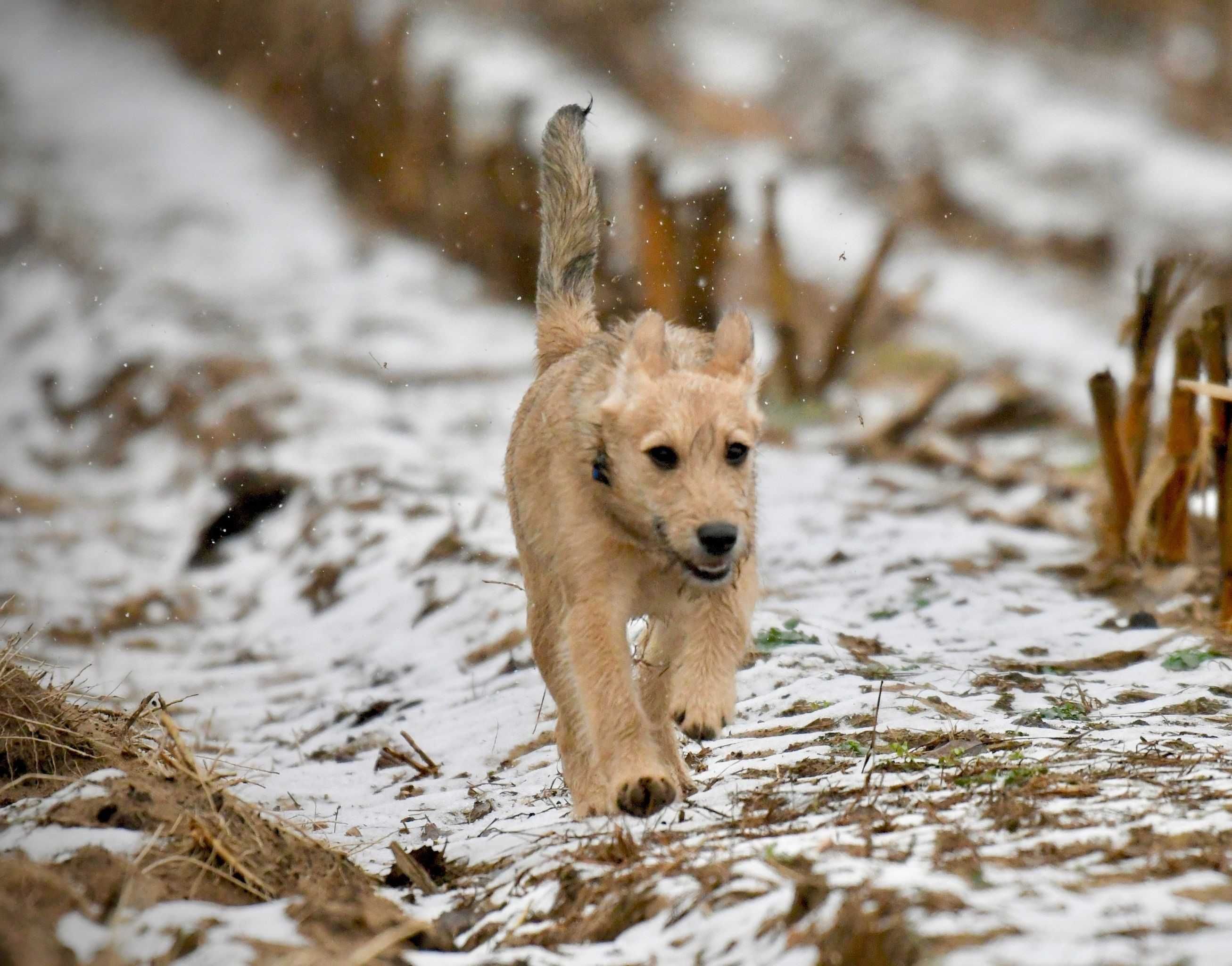 PYRA zwana LUŚKĄ ok. 5 miesięczna suczka mix teriera do adopcji.