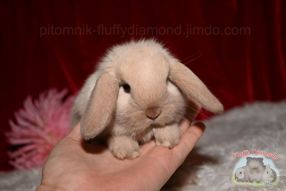 Кролики карликових порід! Висловухі кроленята готові до перееїзду!