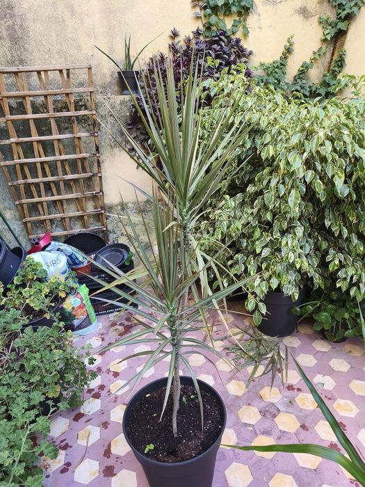 Dracaena, planta, plantas, jardim, decoração, natureza