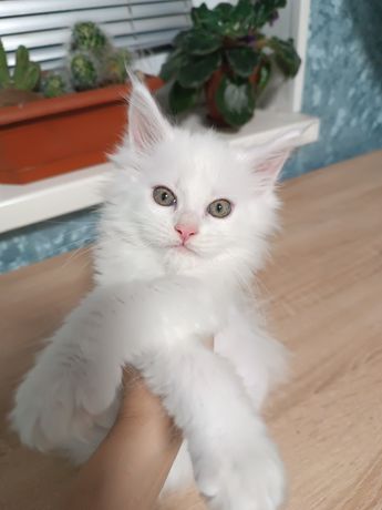 Мейн-Кун котик белоснежный