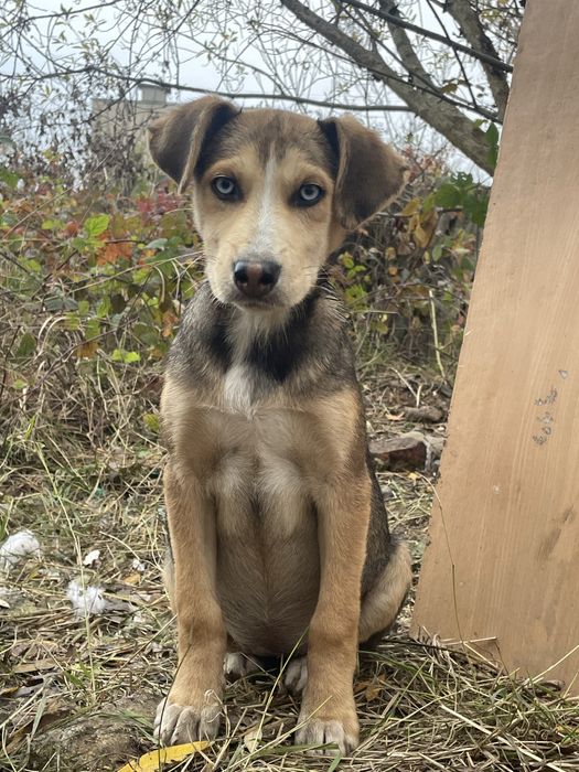 Щенята в добрі руки