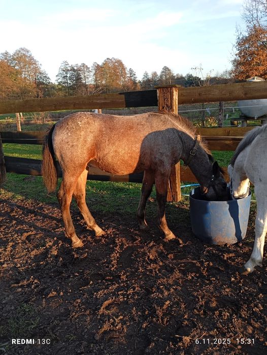 Ogierek z kwietnia tego roku