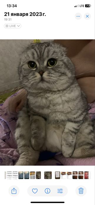 Вислоухий кот для прямоухой кошечки