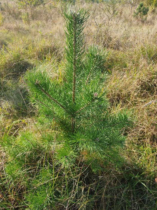 Продам саджанці сосни звичайної