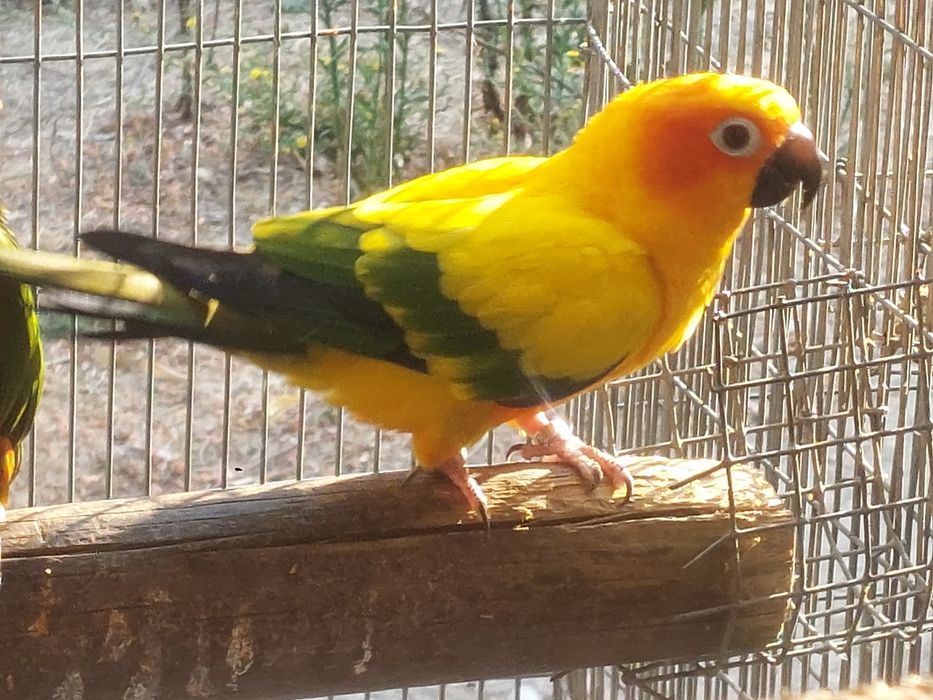 Tenho para cedências varios casais roselas e pyrrhuras loris