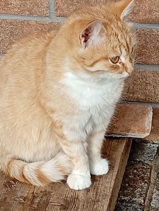 Кошка красивая ласковая срочно ищет семью