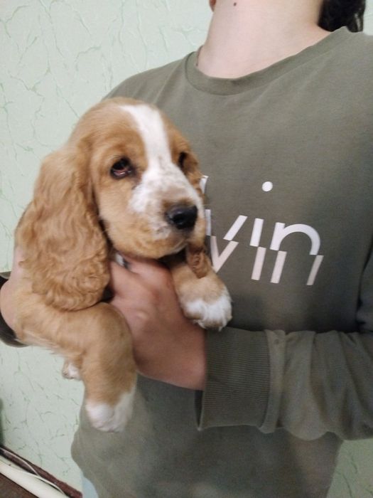 Щенки кокер спаниелья