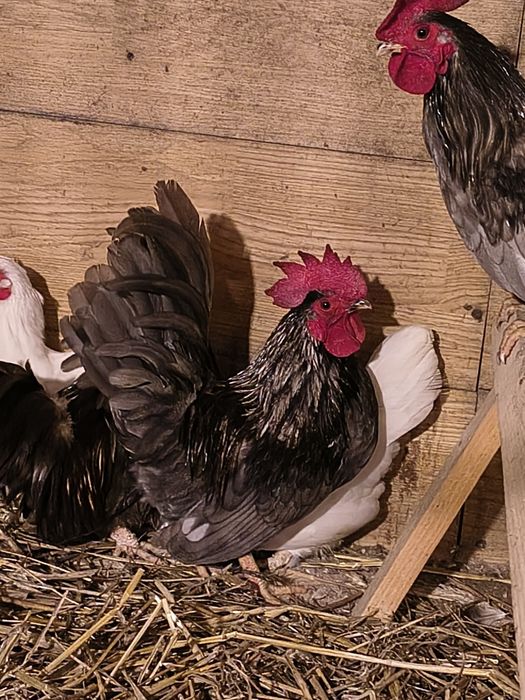 Sprzedam chabo z2025