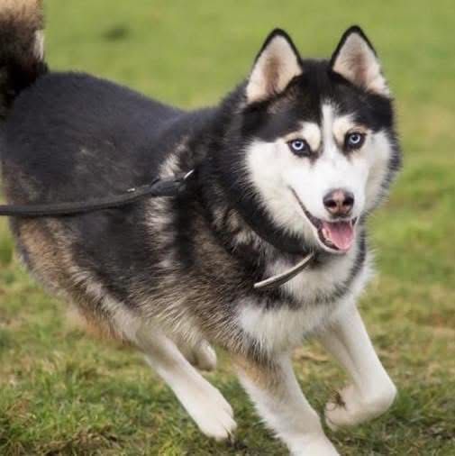 Grubson w typie Husky do odpowiedzianej adopcji