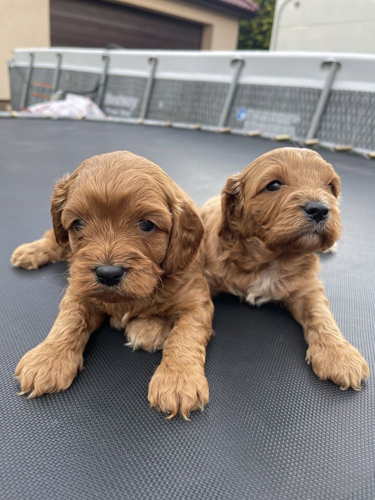 Cavapoo Samiec F1 badania