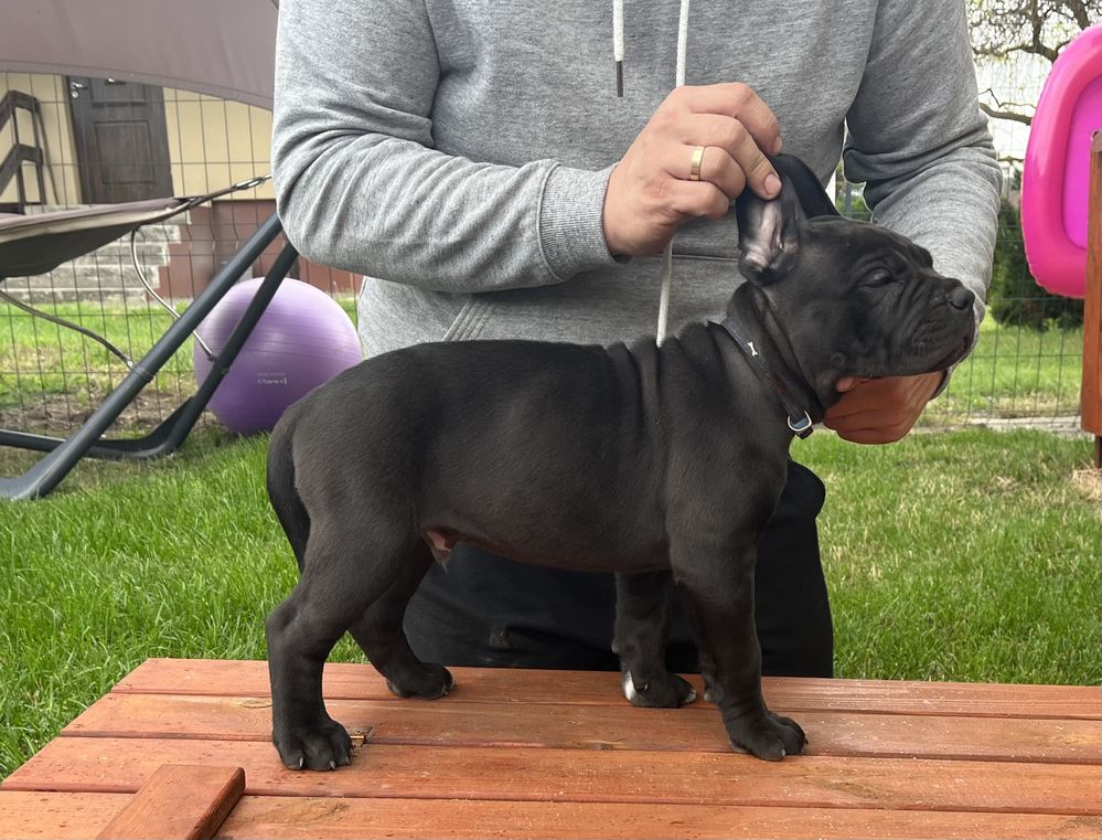 Cane Corso piesek