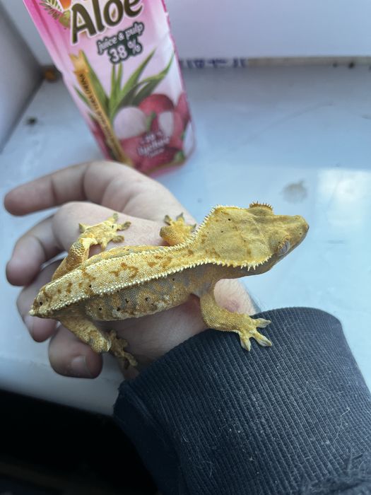 Gekon orzęsiony rozne