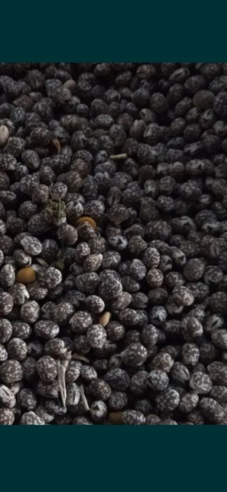 oczyszczone ozime zimowe wszystkie gatunki transport wysyłka osobisty