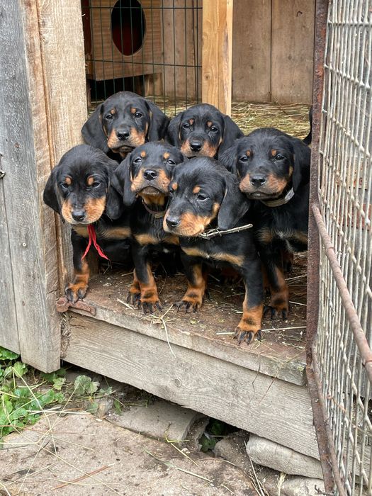 Продам  Українська Карпацька Гонча