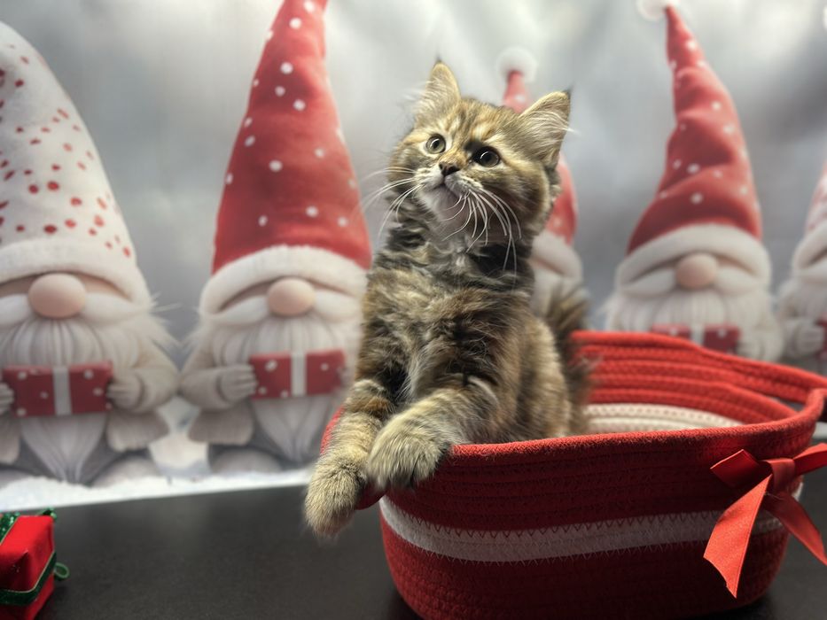 Piękna Kotka Syberyjska AURORA SeverynKa*PL