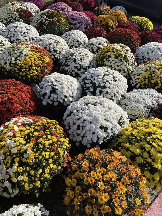 Chryzantemy drobnokwiatowe