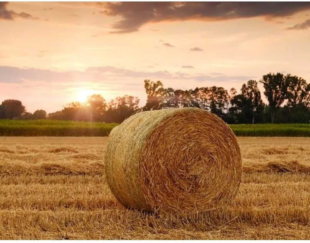 Słoma w belach pszenżyto/jęczmień/owies