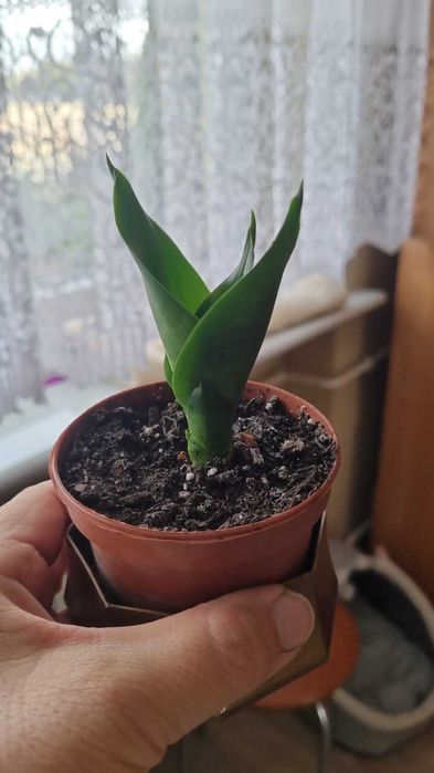 Kwiat Sansewieria kwiatek S odnóżka Sansewieria kwiat język teściowej