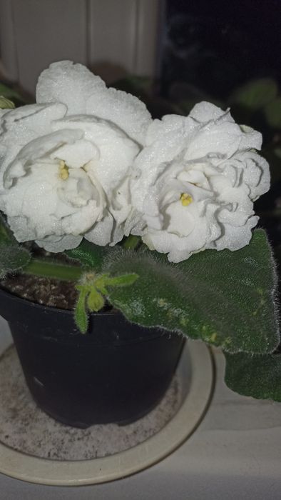 Фіалка квітуча сортова