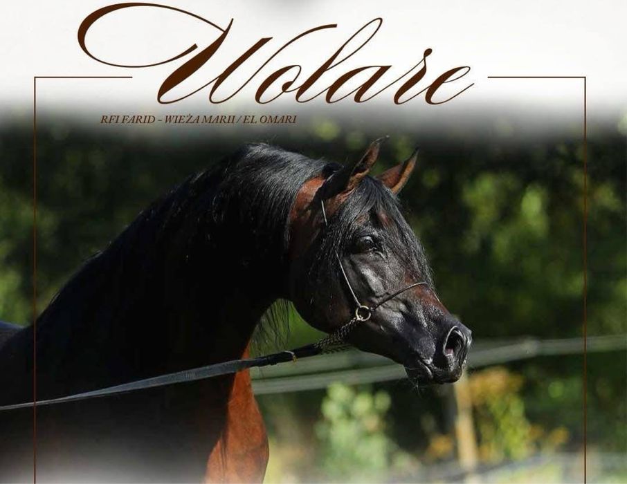 Ogierek czysta krew arabska