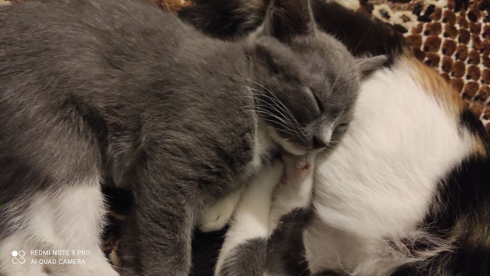 Віддам кошенят в добрі ручки