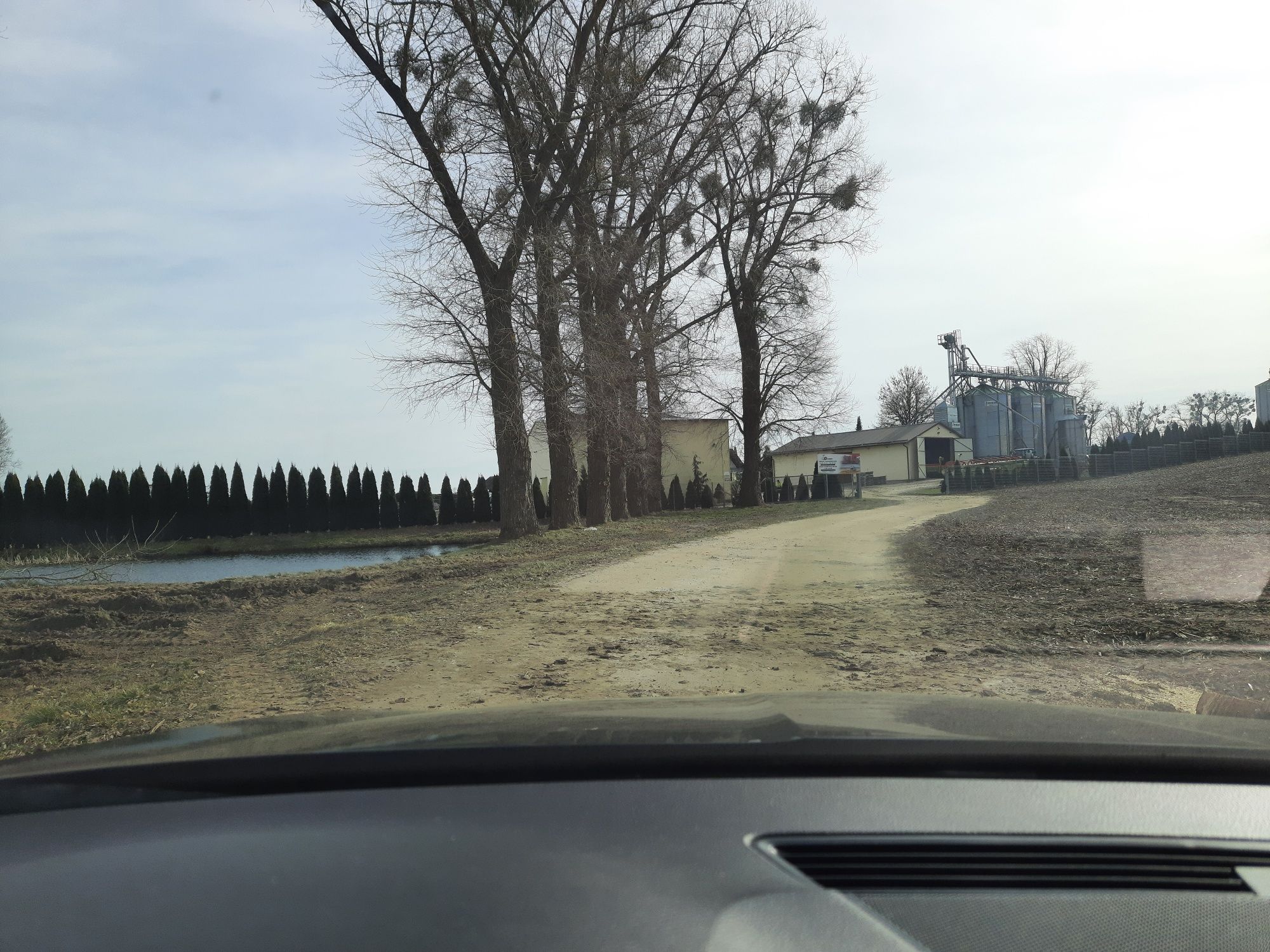 Drewno dąb, topola, olcha tartaczna  na pniu kłoda