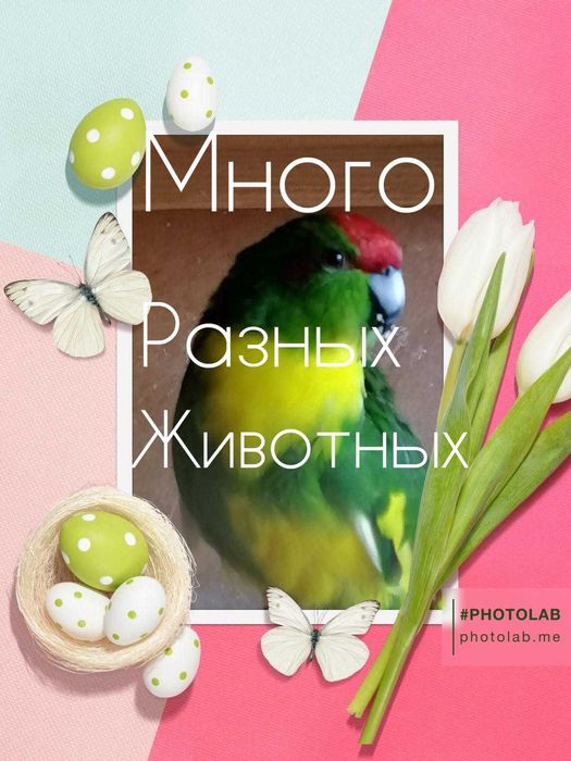 Кролики декоративные и другие животные