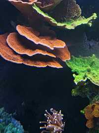 Montipora czerwona talerzowa, koralowce, szczepki