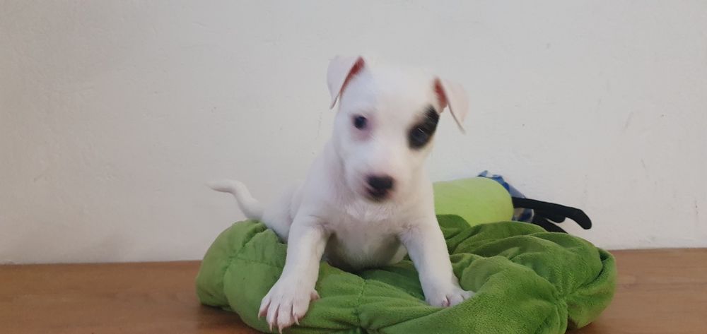 Jack Jack Russell Terrier – szczeniak rodowodowy-piesek  

Suczka Amis