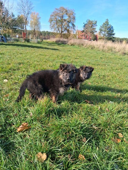 Owczarek niemiecki długowłosy śliczne szczenięta