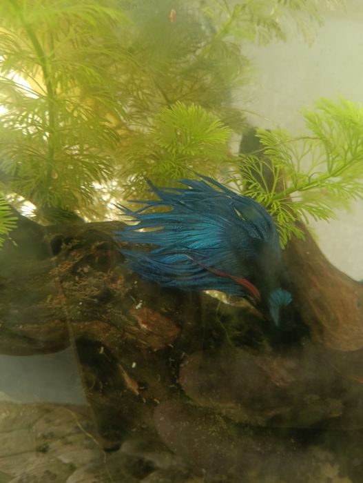 Betta Crowntail azul