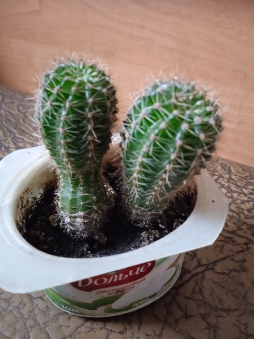 Кактусы разных размеров