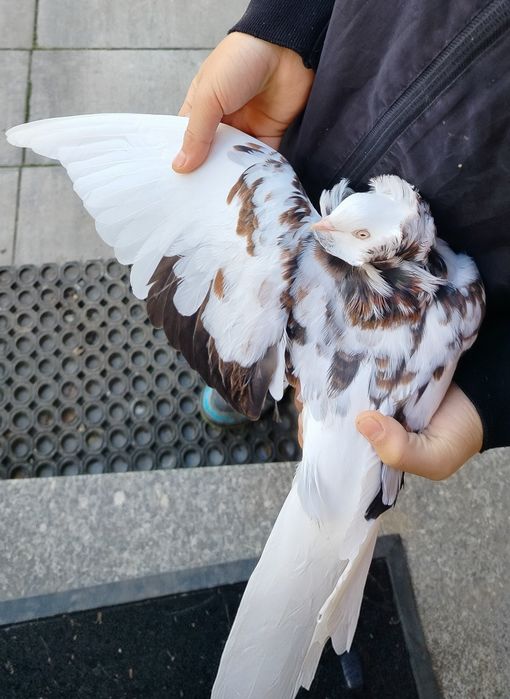 Gołąb kapucyn młody