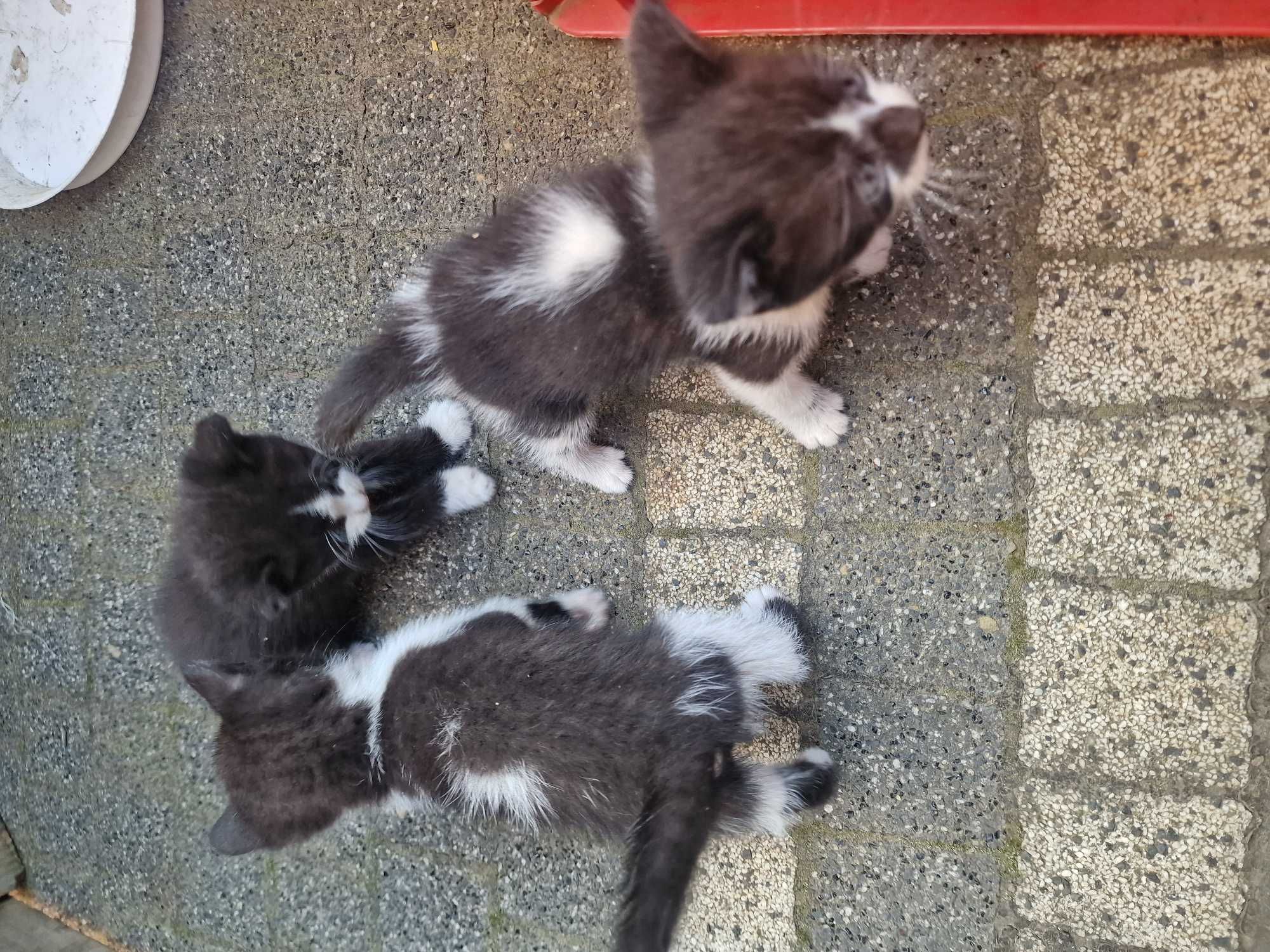 Oddam kotki w dobre ręce  2 kotki i kotek