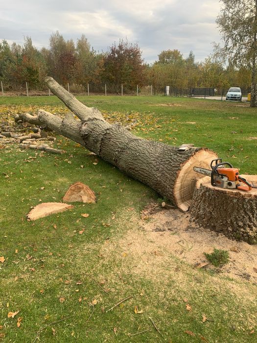 Kłoda dębowa 3,50 m