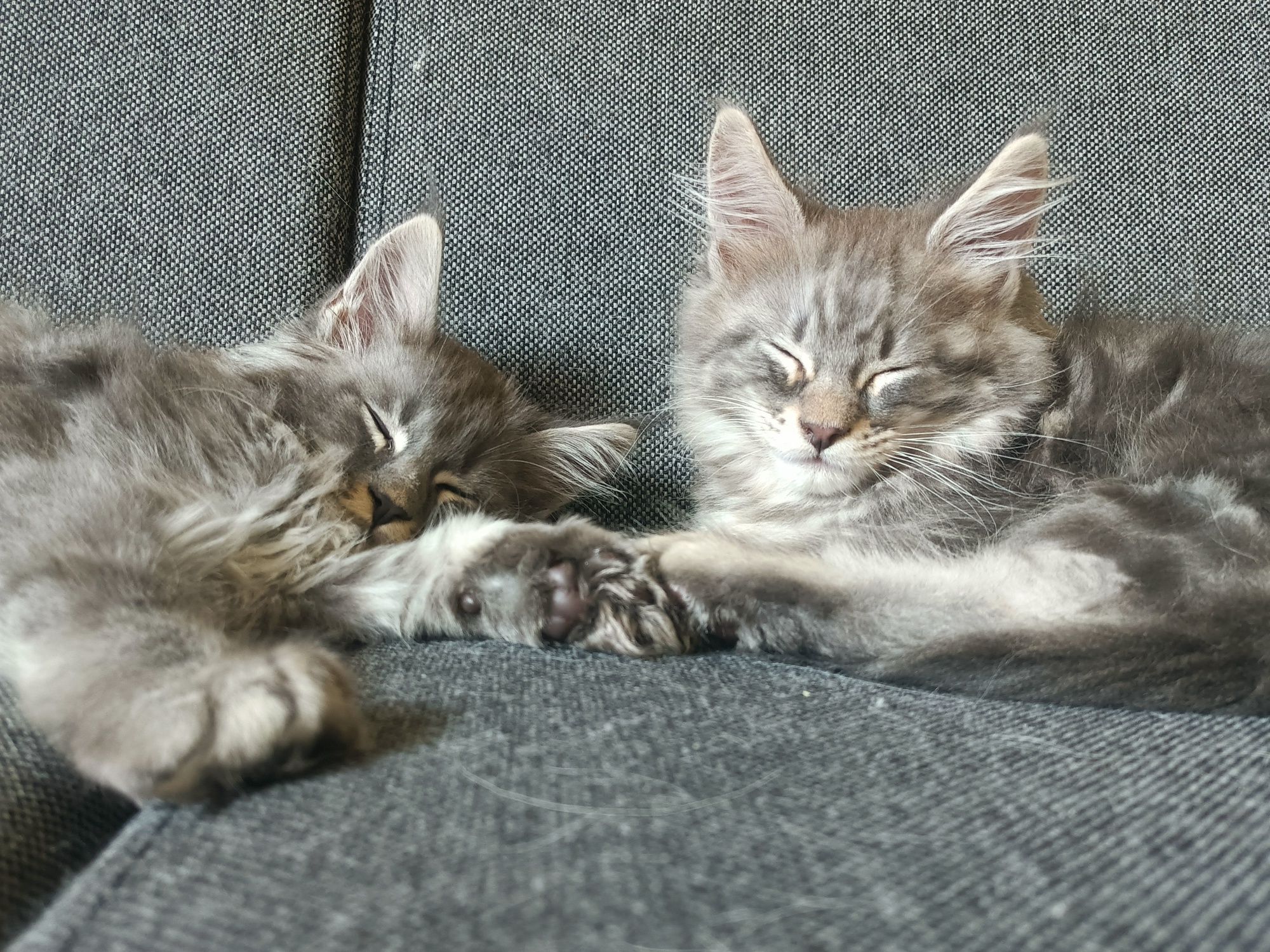 Ogromny Niebieski Maine Coon,FPL