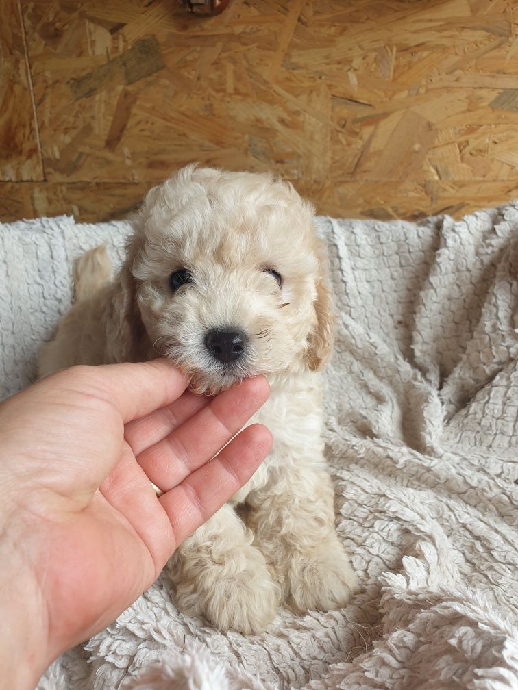 Bichpoo. Poochon. Chłopczyk Prince