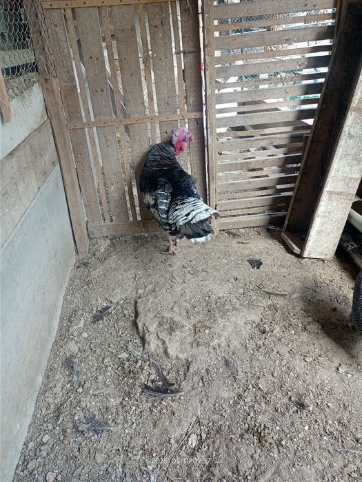 Продам индюков домашних!