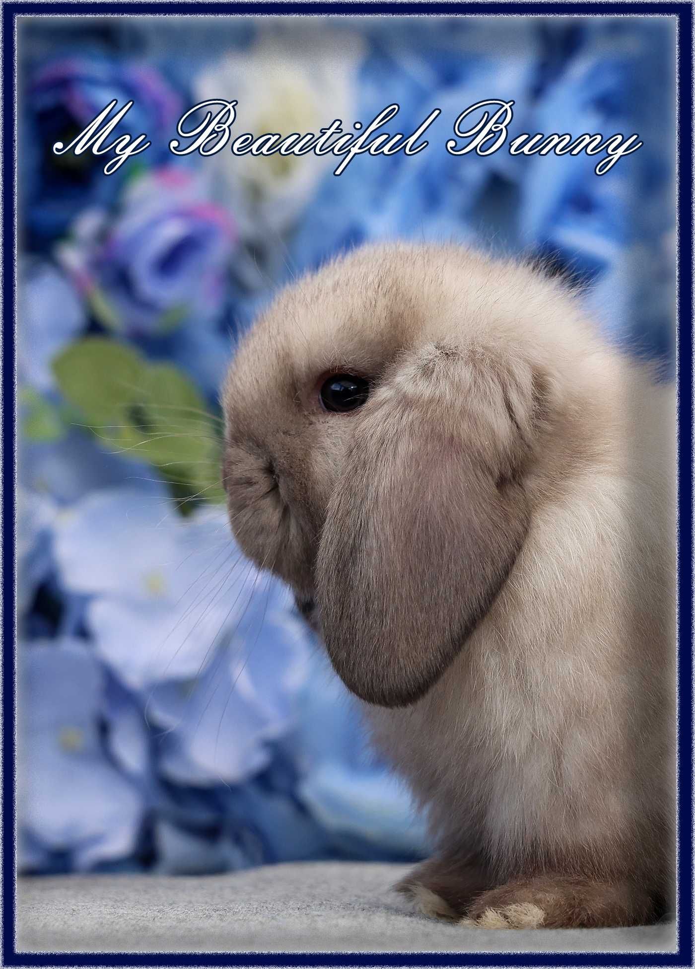 Młody Piękny Królik 100% Mini Lop - Sallander