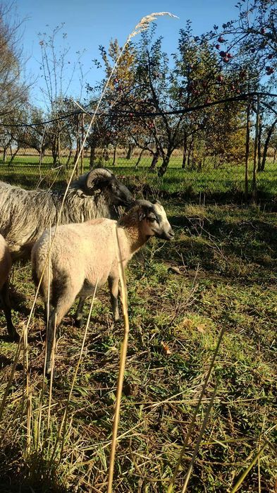 owca kameruńska tryk młody oswojony - baran