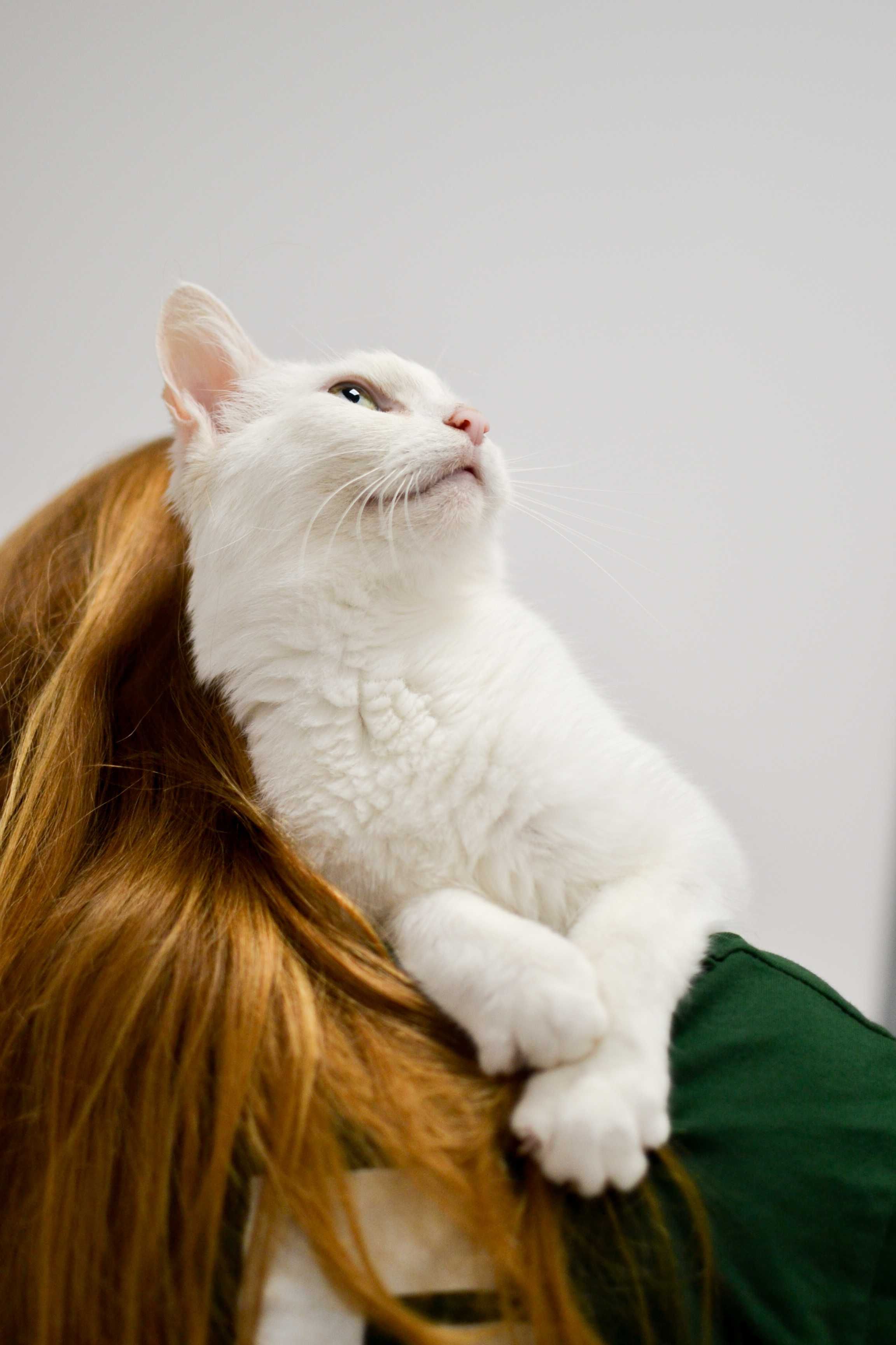 Oskar - śnieżnobiały koci dżentelmen do adopcji!