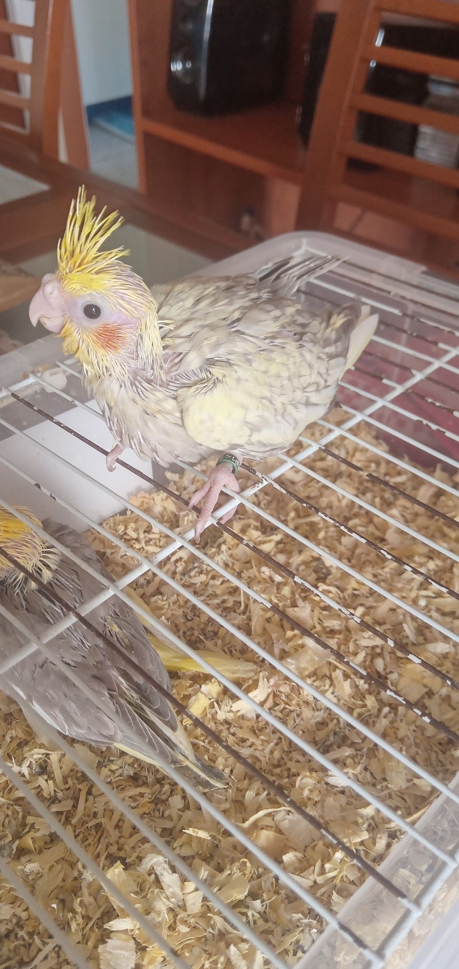 Cedem se agapornis e caturras