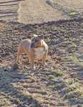 American Bully (pocket)