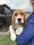 Beagle gotowe do odbioru!!