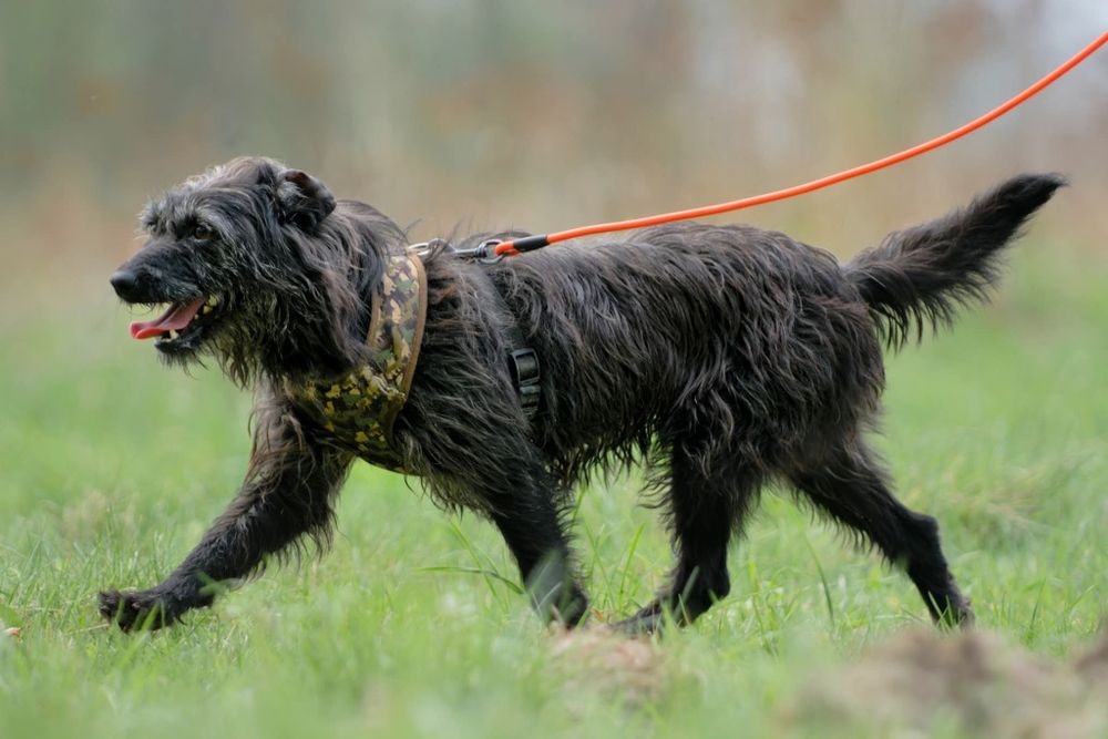 Migotka, piekna sunia do adopcji