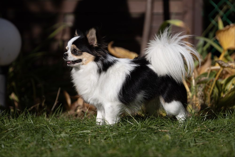 Chihuahua długowłosy słodziak