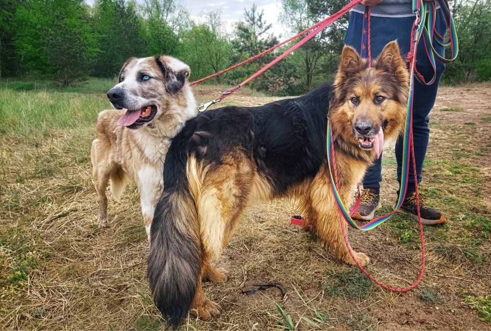 Bolek i Lola szukają wspólnego domu