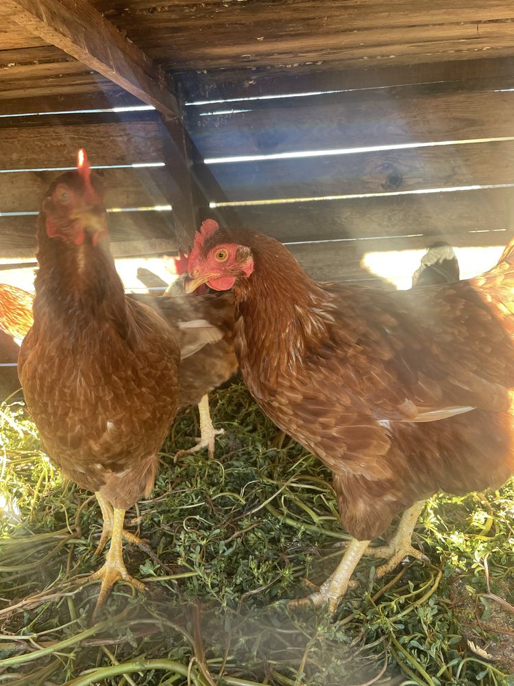 Galinhas poedeiras e Nagasakis (raça pequena)