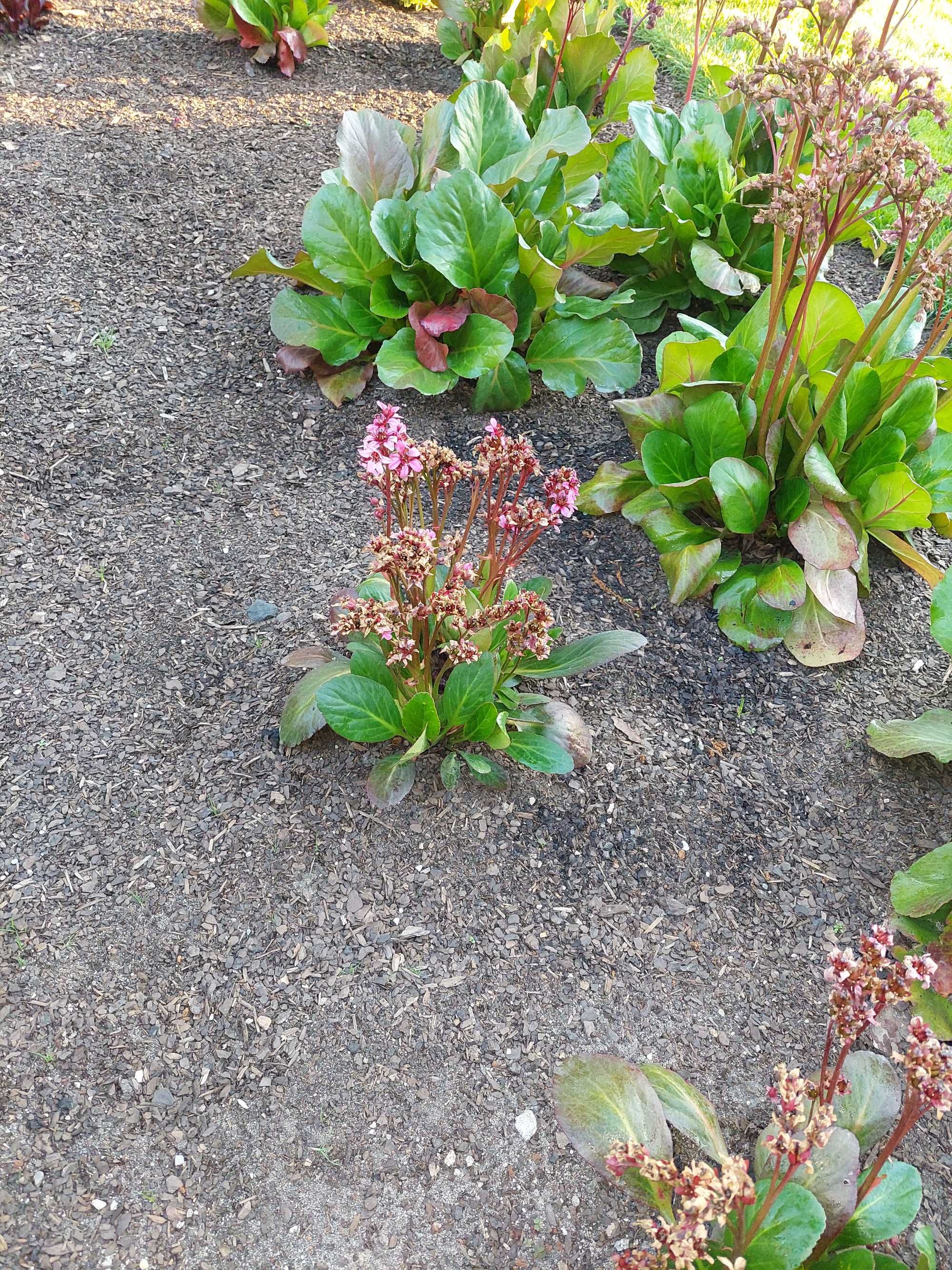 Trzmielina Emerald Gold, Bergenia Sercowata, Bergenia Pink Dragon Fly