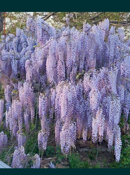 Gloksynia wisteria pnącze roślina wieloletnia kwitnący żywopłot